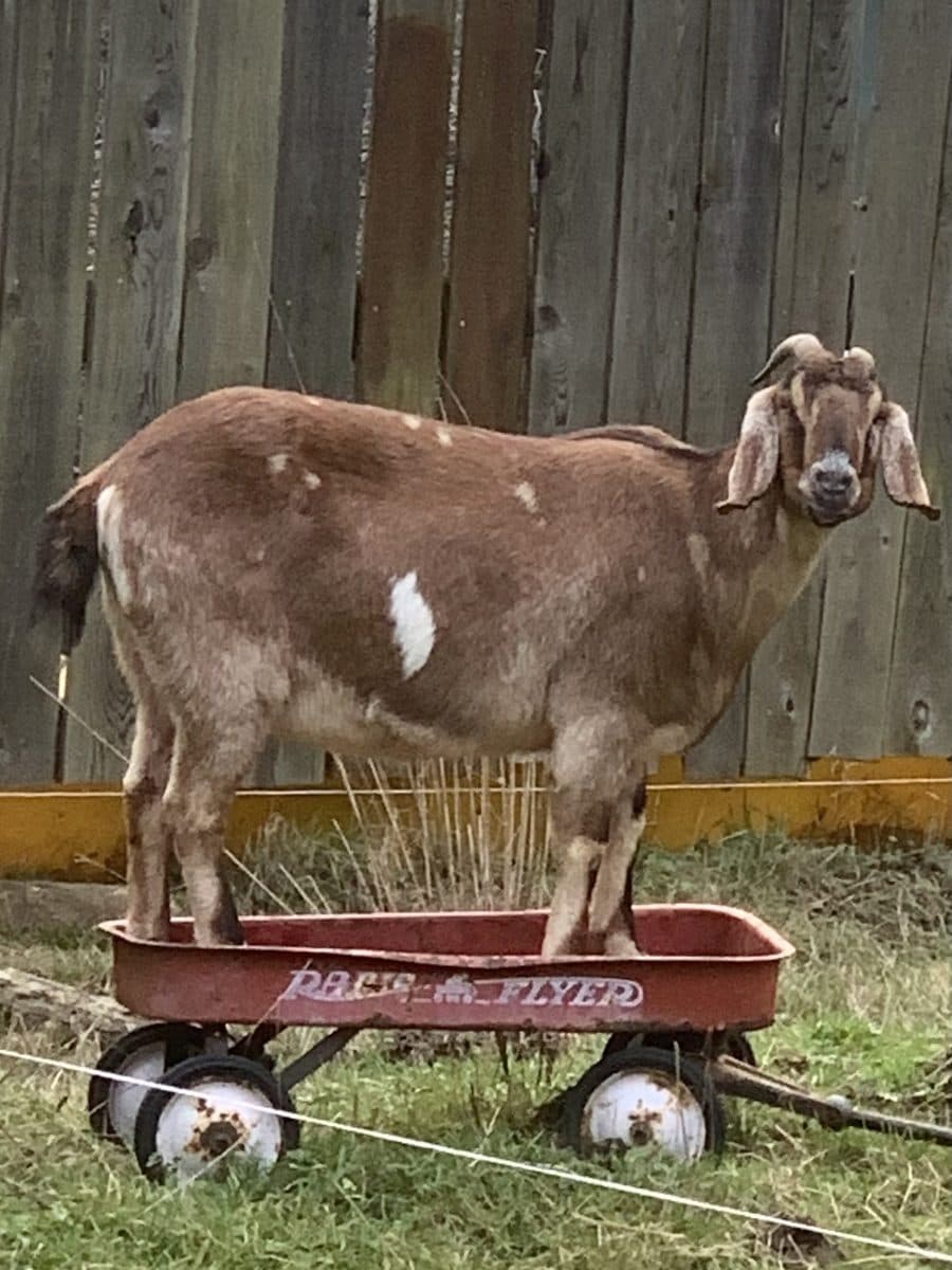 A goat standing in a red wagon, looking at the camera