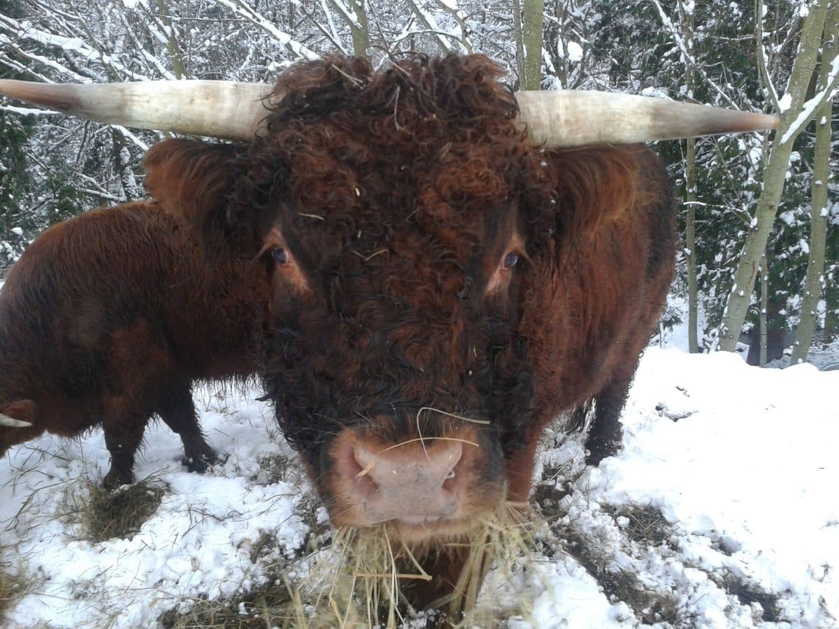 Archie, a shaggy Highland bull with long horns, standing in the snow