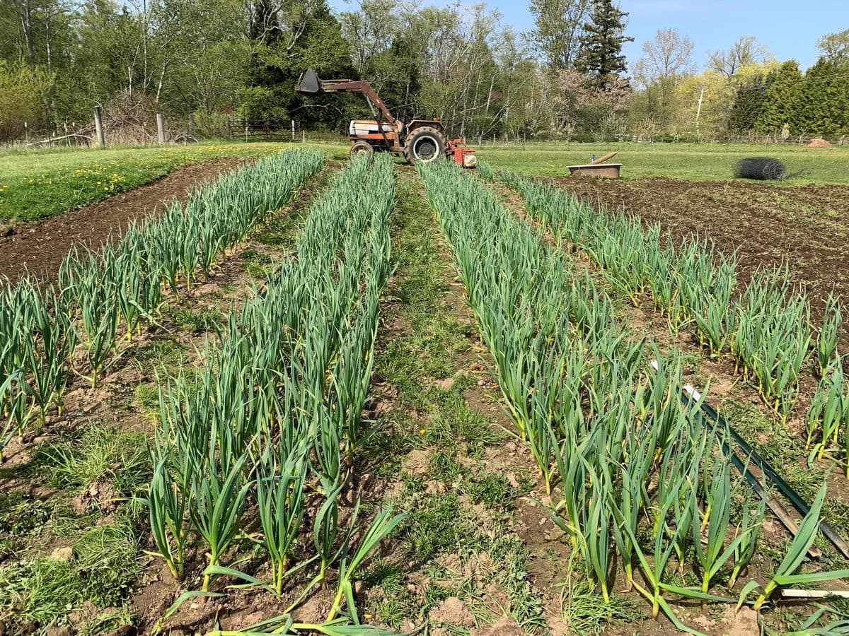 Rows of young garlic in a field, with an old tractor beyond